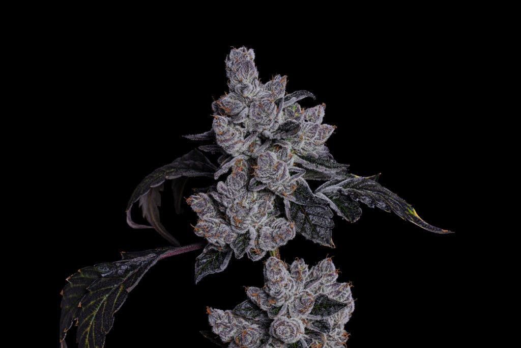 LOWD FirstClassFunk (Photo by resinated lens courtesy LOWD)